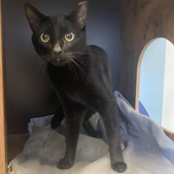Bootsie -  Domestic Short Hair Cat for Adoption in Franklin, Tennessee - Bootsie | PetCurious