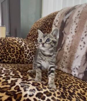 Faith Sparkles -  Tabby Cat for Adoption in Gardena, California - Faith Sparkles | PetCurious