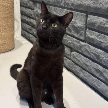 Rescue Domestic Short Hair Cats for Adoption in Columbus, Ohio - Adrien Brody | PetCurious