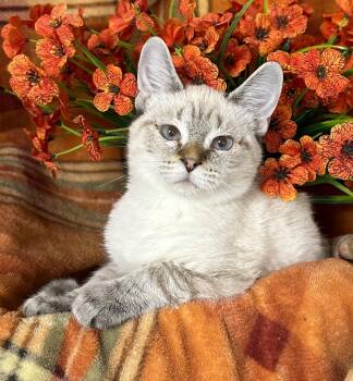 8/7/26 - Keating -  Domestic Short Hair Cat for Adoption in Stillwater, Oklahoma - 8/7/26 - Keating | PetCurious