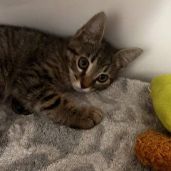 Dilly -  Domestic Short Hair Cat for Adoption in Phoenix, Arizona - Dilly | PetCurious