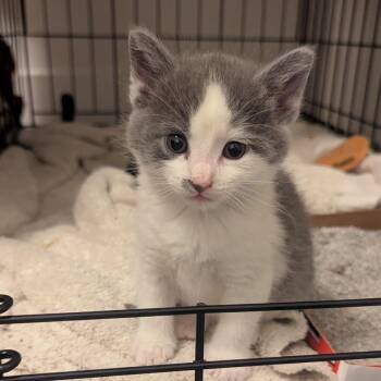 Merlot -  Turkish Van Cat for Adoption in Bountiful, Utah - Merlot | PetCurious