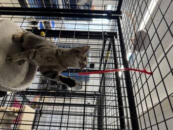 Rescue Domestic Short Hair Cats for Adoption in Hoopeston, Illinois - Melon | PetCurious