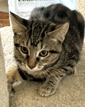 Rescue Domestic Short Hair Cats for Adoption in Antioch, California - Harlow | PetCurious