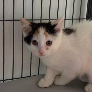 Tartlet -  Domestic Short Hair Cat for Adoption in Muncie, Indiana - Tartlet | PetCurious