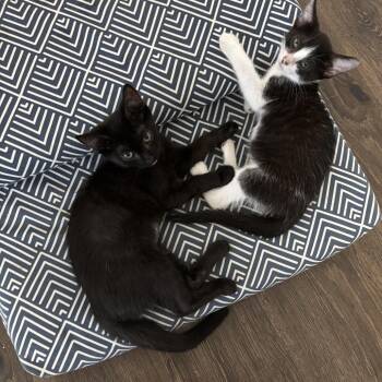 Basil -  Domestic Medium Hair Cat for Adoption in Oak Ridge, Tennessee - Basil | PetCurious