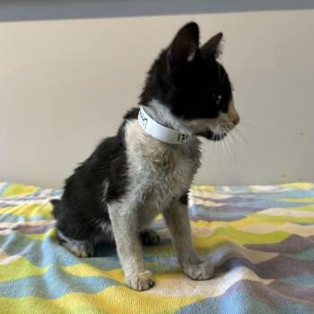 IVHS-Stray-139447 -  Domestic Short Hair Cat for Adoption in San Gabriel, California - IVHS-Stray-139447 | PetCurious