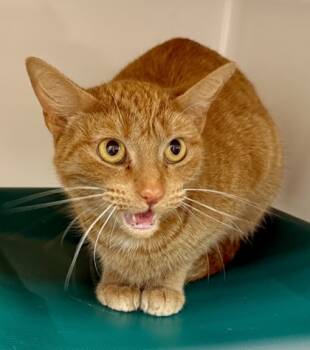 Rescue Domestic Short Hair Cats for Adoption in Honolulu, Hawaii - Bella | PetCurious