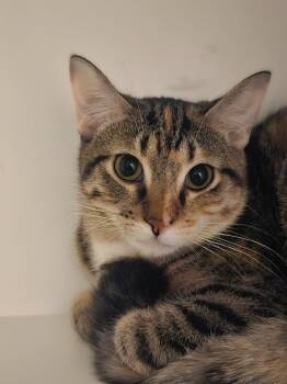 Rescue Domestic Short Hair Cats for Adoption in St. Cloud, Minnesota - Mouse | PetCurious