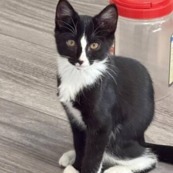 Zorro -  Domestic Short Hair Cat for Adoption in Richmond, Virginia - Zorro | PetCurious
