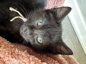 Mochi (Pink) -  Domestic Short Hair Cat for Adoption in Houston, Texas - Mochi (Pink) | PetCurious