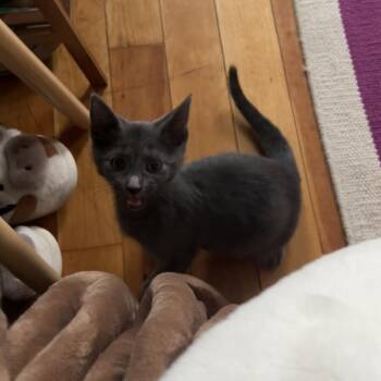 Koopa - Available from Foster -  Domestic Short Hair Cat for Adoption in South Burlington, Vermont - Koopa - Available From Foster | PetCurious