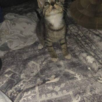 Stewie -  Domestic Short Hair Cat for Adoption in Canal Winchester, Ohio - Stewie | PetCurious