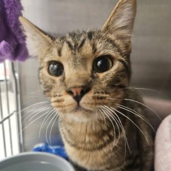 Acorn -  Domestic Short Hair Cat for Adoption in Grantsville, Utah - Acorn | PetCurious