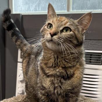 Domestic Short Hair Cats Available for Adoption in Tillsonburg, Ontario - WASABI | PetCurious