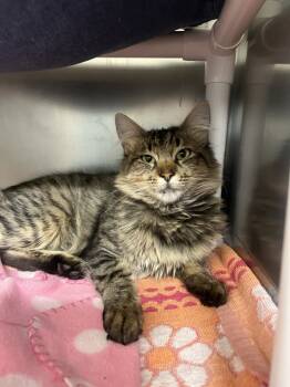 Rescue Domestic Short Hair Cats for Adoption in Santa Rosa, California - Songbird | PetCurious