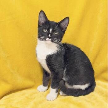Stache -  Domestic Short Hair Cat for Adoption in Miami, Florida - Stache | PetCurious