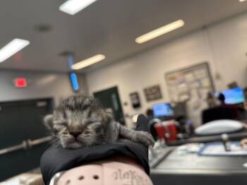 A1926385 -  Domestic Short Hair Cat for Adoption in Thousand Palms, California - A1926385 | PetCurious