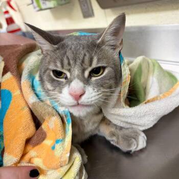 Domestic Short Hair Cats Available for Adoption in Asheville, North Carolina - Nekodo | PetCurious