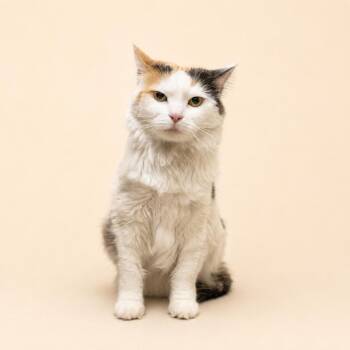 Sugar -  Domestic Medium Hair Cat for Adoption in Las Vegas, Nevada - Sugar | PetCurious