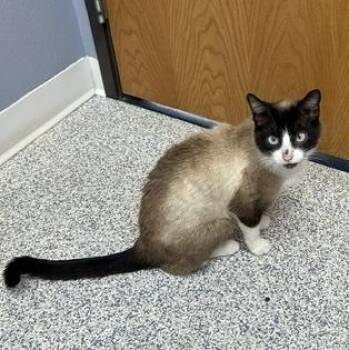 Tennille -  Siamese Cat for Adoption in Devils Lake, North Dakota - Tennille | PetCurious