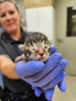 Macchiato -  Domestic Short Hair Cat for Adoption in Disputanta, Virginia - Macchiato | PetCurious