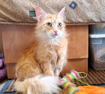 Celestine -  Domestic Medium Hair Cat for Adoption in Chertsey, Quebec - Celestine | PetCurious