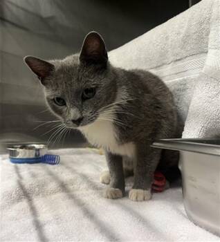 ZIRCONIA -  Domestic Short Hair Cat for Adoption in Derwood, Maryland - ZIRCONIA | PetCurious