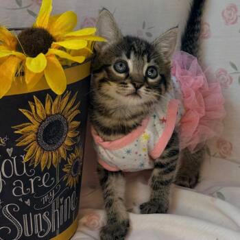 Apple -  Bengal and American Wirehair Cat Available for Adoption in Mount Vernon, Illinois - Apple | PetCurious