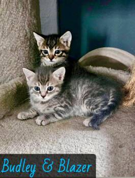 Blazer -  Domestic Short Hair Cat for Adoption in Englewood, Florida - Blazer | PetCurious