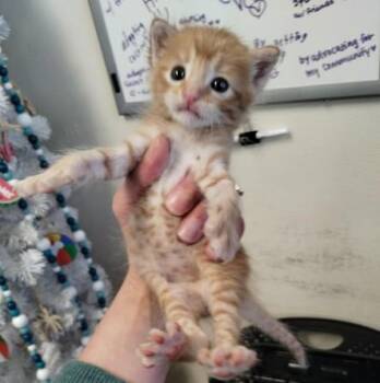 DARYL -  Domestic Medium Hair Cat for Adoption in Alameda, California - DARYL | PetCurious