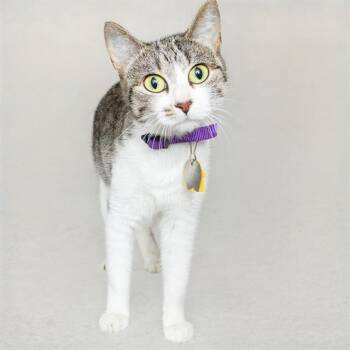 CHALKBOARD -  Domestic Short Hair Cat for Adoption in St. Louis, Missouri - CHALKBOARD | PetCurious