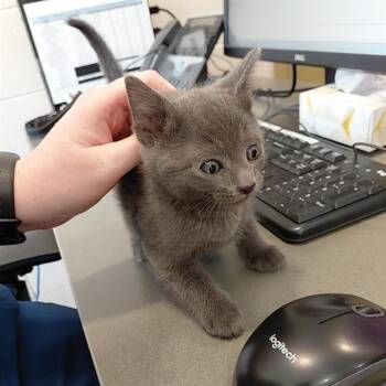 SATURN -  Domestic Short Hair Cat for Adoption - SATURN | PetCurious