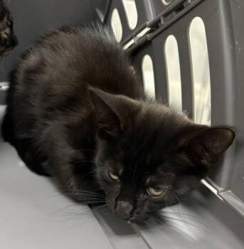 Sf27 Meowser -  Domestic Short Hair Cat for Adoption in Lawrenceville, Georgia - Sf27 Meowser | PetCurious