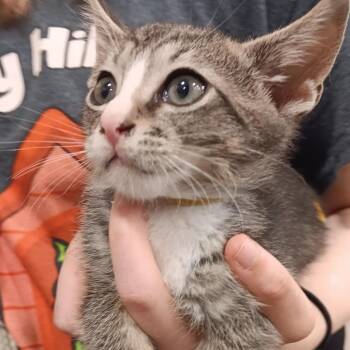 Domestic Short Hair Cats Available for Adoption in Melrose, Florida - Bishop | PetCurious