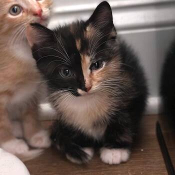 Telemachus -  Domestic Short Hair Cat for Adoption in Brownsboro, Alabama - Telemachus | PetCurious