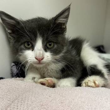 Genesis -  Domestic Medium Hair Cat for Adoption in Phoenix, Arizona - Genesis | PetCurious