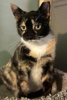 Rescue Calico Cats for Adoption in Duette, Florida - Stealia | PetCurious