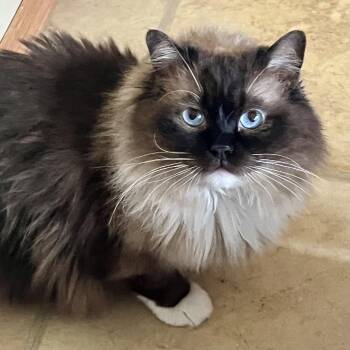 Ragdoll Cats Available for Adoption in Valparaiso, Indiana - BRIE | PetCurious