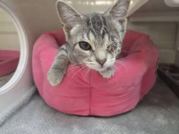 Henry -  Domestic Short Hair Cat for Adoption in Wyoming, Michigan - Henry | PetCurious