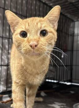 Rick (E69) -  Domestic Short Hair Cat for Adoption in Lafayette, Indiana - Rick (E69) | PetCurious