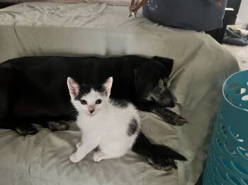 Rescue Domestic Short Hair Cats for Adoption in Brandon, Florida - Ref | PetCurious