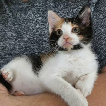 Nami -  Domestic Short Hair Cat for Adoption in Newcastle, Oklahoma - Nami | PetCurious