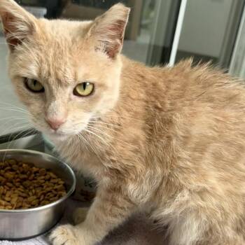 Domestic Short Hair Cats Available for Adoption in Austin, Texas - Gare Bear | PetCurious