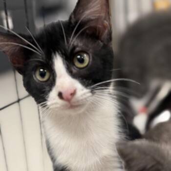 Confetti-C -  Domestic Short Hair Cat for Adoption in East St. Louis, Illinois - Confetti-C | PetCurious