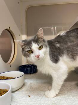 Rescue Domestic Short Hair Cats for Adoption in Peru, Indiana - KATIE | PetCurious