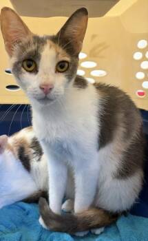 Dreamfyre -  Domestic Short Hair Cat for Adoption in West Chester, Pennsylvania - Dreamfyre | PetCurious
