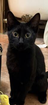 Domestic Short Hair Cats Available for Adoption in Schertz, Texas - Zelda (TS) | PetCurious