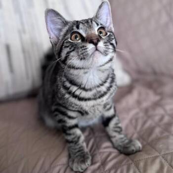 Domestic Short Hair Cats Available for Adoption in Yucca Valley, California - Pippin | PetCurious