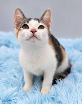 Skedaddle -  Calico Cat for Adoption in Covington, Louisiana - Skedaddle | PetCurious